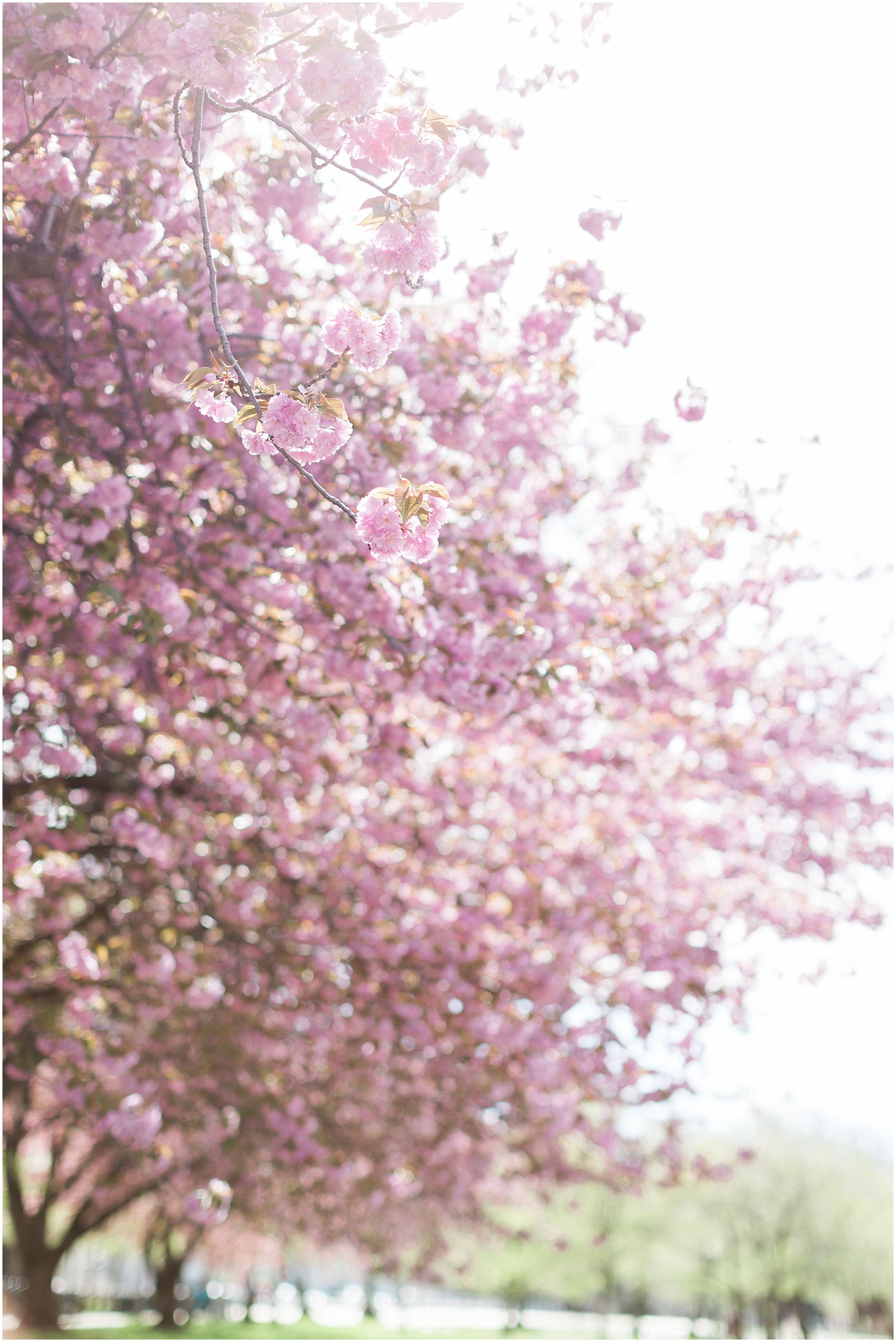 Spring Cherry Blossoms in Washington, DC, Museum-Inspired Spring Wedding at National Museum of Women in the Arts, Sarah Bradshaw Photography, DC Wedding Photographer