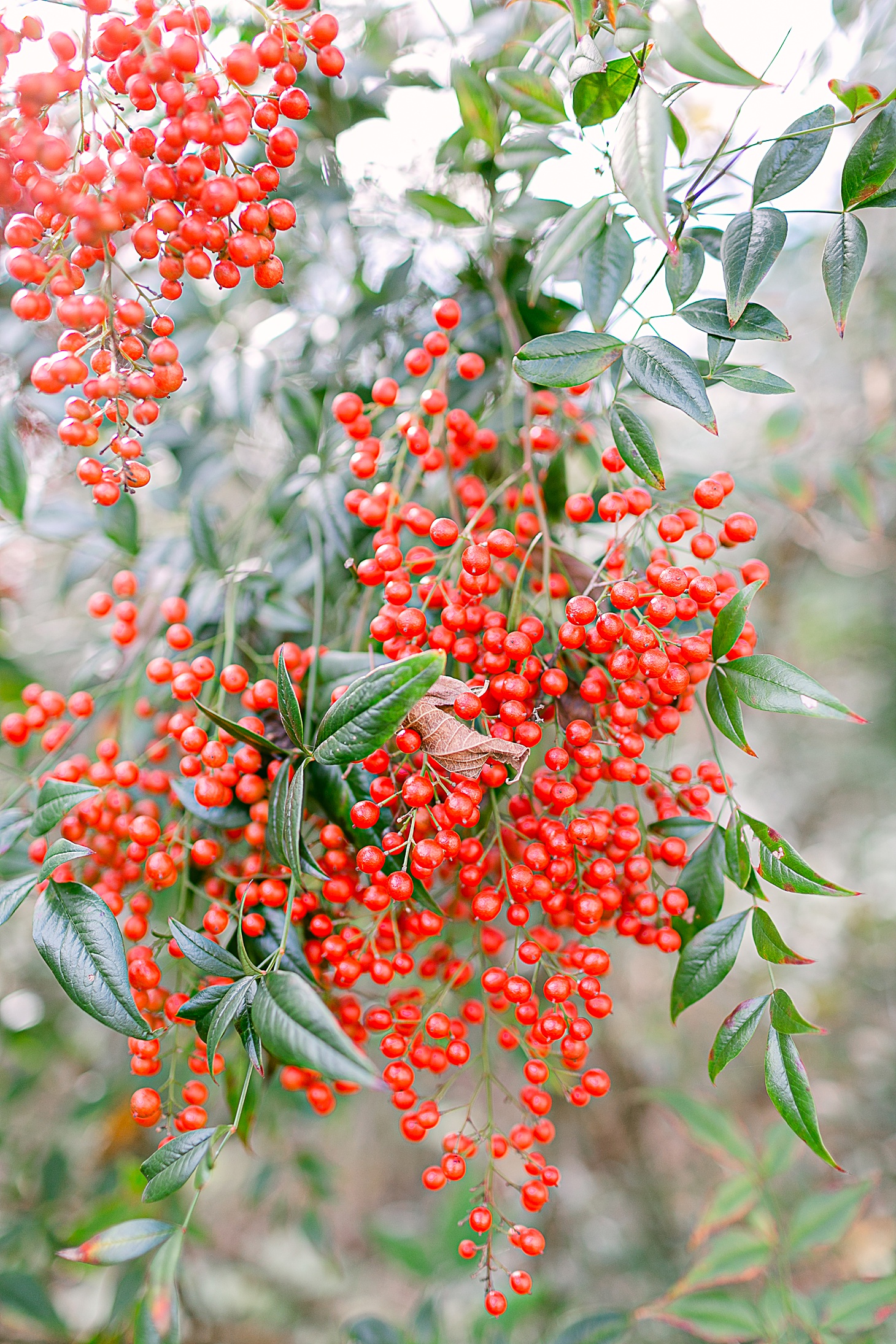 Red berries at wedding at The Clifton Charlottesville by Sarah Bradshaw Photography