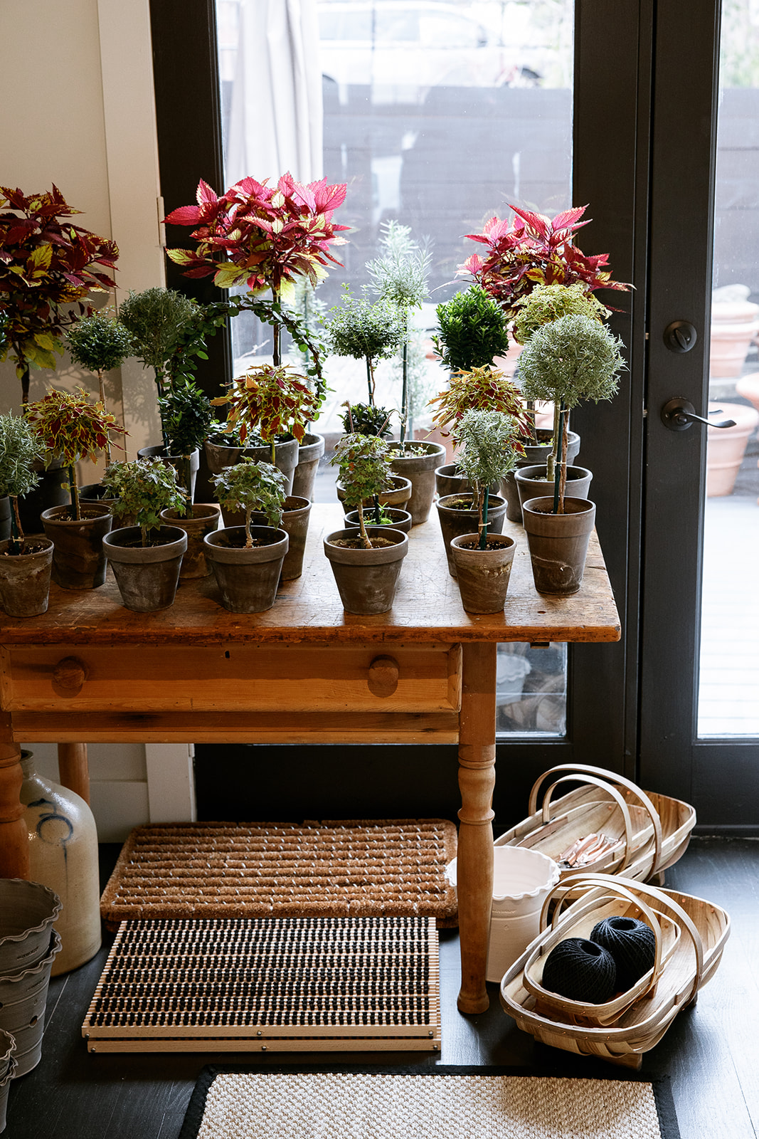 small potted plants, topiary plant. artisanal housewares store, georgetown dc, alexandria va. sarah bradshaw photography