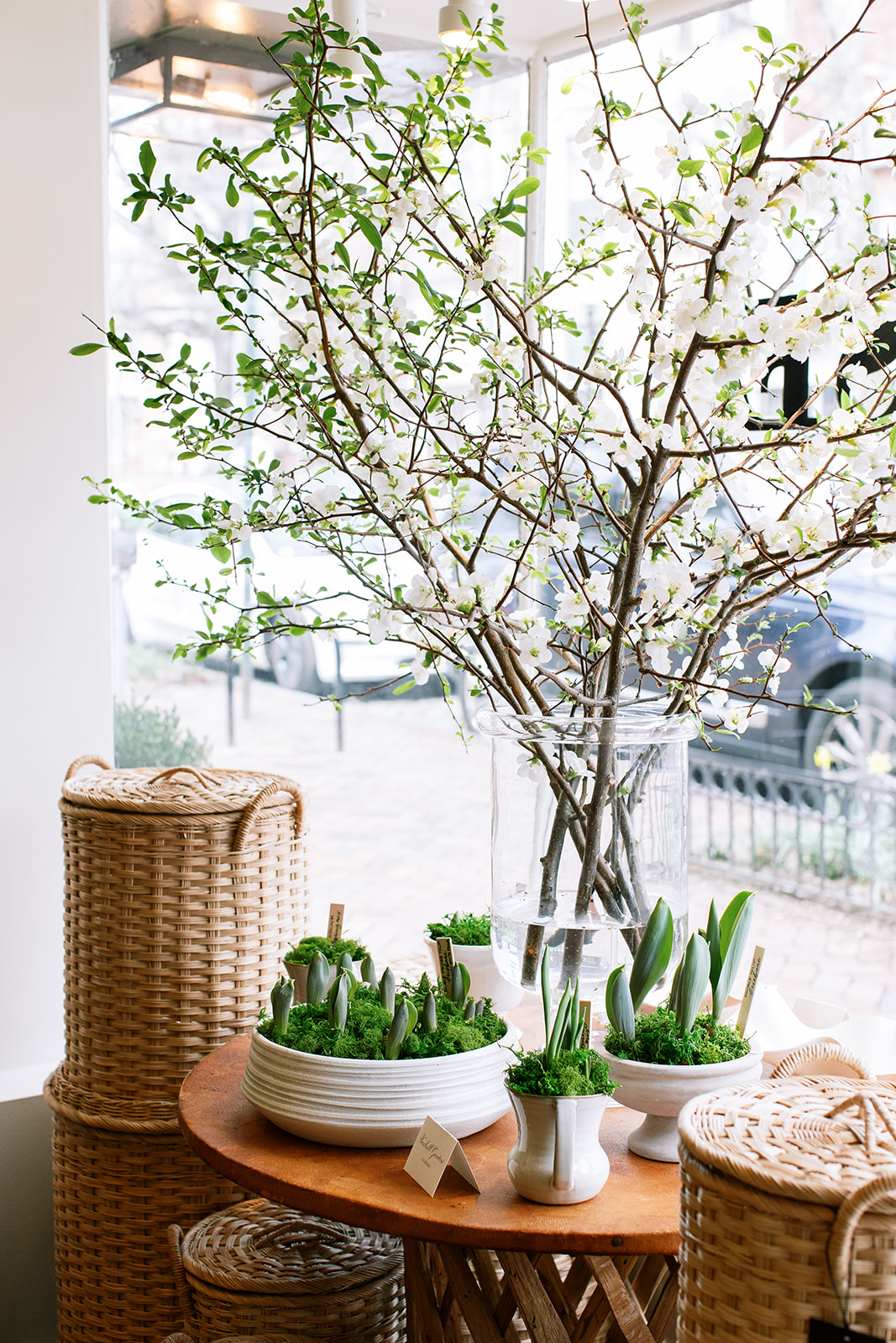 small potted plants for home. artisanal housewares store, georgetown dc, alexandria va. sarah bradshaw photography