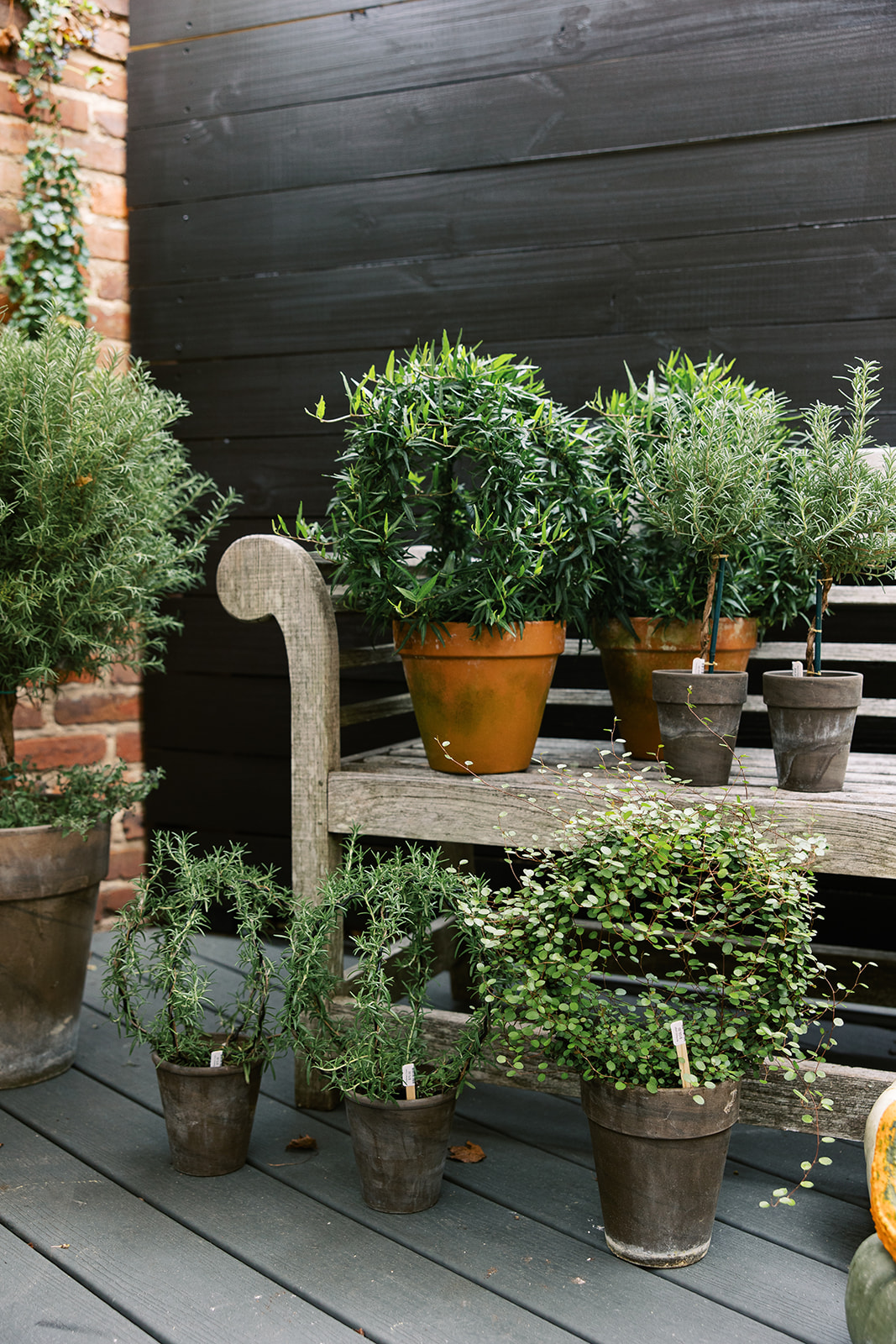 potted plants for home and gifts. artisanal housewares store, georgetown dc, alexandria va. sarah bradshaw photography